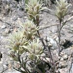 Castilleja nana موطن