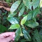 Psychotria urbaniana Leaf