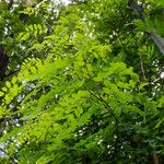 Robinia viscosa Blatt