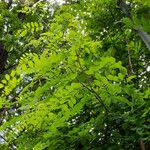 Robinia viscosa Лист