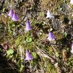 Soldanella pusilla Blüte