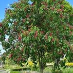 Aesculus pavia Hábito