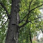 Betula maximowicziana Bark