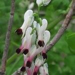 Fumaria capreolata Flower