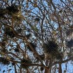 Tillandsia recurvata Blad