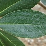 Rhododendron arizelum Leaf