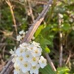 Spiraea cantoniensis Blüte