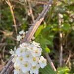 Spiraea cantoniensis Цвят