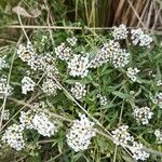 Lobularia maritima Flower