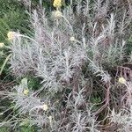 Helichrysum stoechas പുഷ്പം