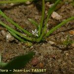 Limosella aquatica Habitus