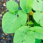 Piper auritum Leaf