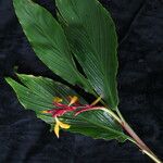 Cautleya spicata Costuma