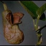 Aristolochia californica Цветок