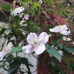 Clematis montana Buch.-Ham. ex DC.Flor