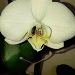 Phalaenopsis spp.Cvet