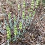 Sideritis fruticulosa Plante entière