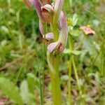 Serapias parviflora Flor