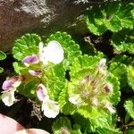 Teucrium pyrenaicum Other