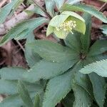 Helleborus viridis 花