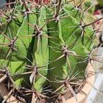Ferocactus herrerae Foglia