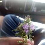 Verbena bipinnatifida Květ