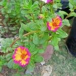 Portulaca umbraticolaBlüte