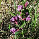 Chamaecytisus purpureusപുഷ്പം