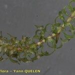 Elodea nuttallii Hoja
