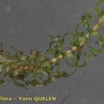 Elodea nuttallii Blad