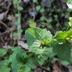 Triodanis perfoliata Blatt