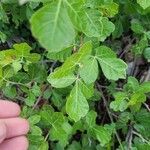 Rhus aromatica Leaf