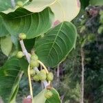 Ficus citrifolia Фрукт