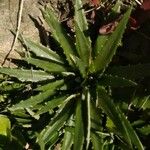 Dyckia brevifolia Лист