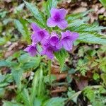 Cardamine pentaphyllos 花