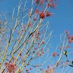 Idesia polycarpa Habit