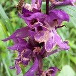 Orchis masculaᱵᱟᱦᱟ