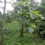 Mitragyna stipulosa Blatt