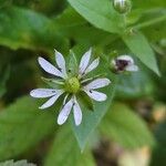 Stellaria aquatica Flower