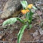 Crossandra subacaulis 形態