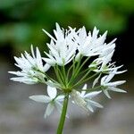 Allium ursinum Kvet