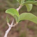 Strophanthus eminii Blatt