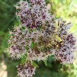 Eupatorium cannabinum 花