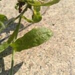 Capsella bursa-pastoris Blad