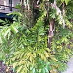 Caryota mitis Агульны выгляд