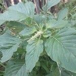 Amaranthus spinosus Fuelha