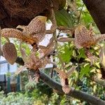 Stanhopea wardii 花