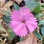 Dianthus chinensisKvet