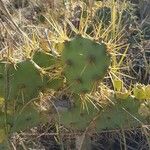 Opuntia stricta Leaf
