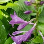 Hosta clausa Flor